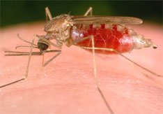 Anopheles mosquito