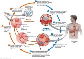 Malaria life cycle diagram