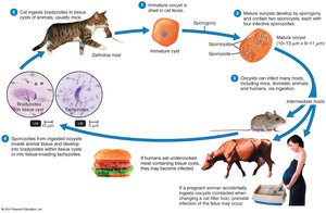 Toxoplasma life cycle