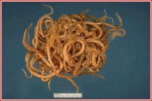 Helminth characteristics