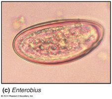 Helminth infection prevalence