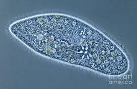 Paramecium (Ciliate)