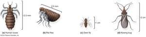 Examples of arthropod vectors