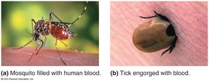 Mosquito and tick as vectors