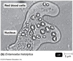 Entamoeba histolytica ingesting red blood cells
