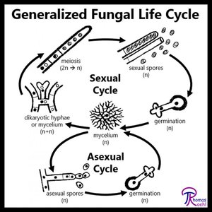 Fungal hyphae: septate and coenocytic