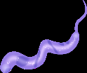 Generalized fungal life cycle