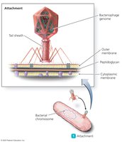 Attachment stage in lytic cycle