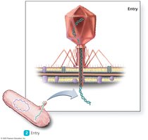 Entry stage in lytic cycle