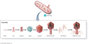 Synthesis stage in lytic cycle