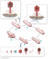 Assembly and release stages in lytic cycle