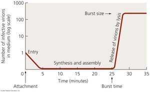 Pattern of virion abundance in lytic cycle