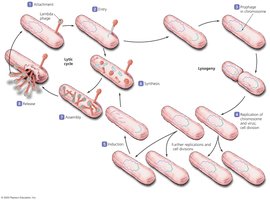 Lysogenic replication cycle in bacteriophages