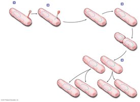 Further replications and cell divisions in lysogenic cycle