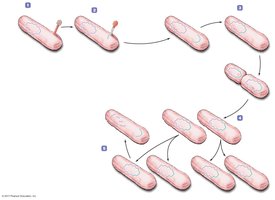 Induction in lysogenic cycle