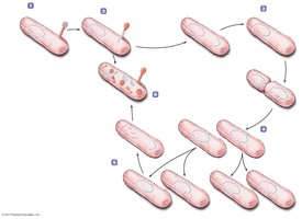 Synthesis stage in lysogenic cycle