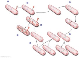 Assembly stage in lysogenic cycle