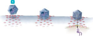 Direct penetration mechanism of entry