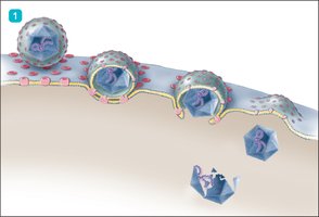 Membrane fusion mechanism of entry