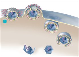 Endocytosis mechanism of entry