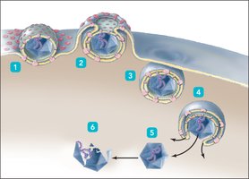 Uncoating after endocytosis
