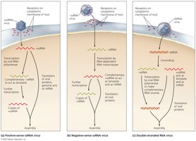 Synthesis of proteins and genomes in animal RNA viruses
