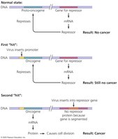 Oncogene theory of cancer induction