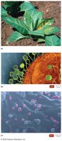 Examples of plant, bacterial, and human hosts of viral infections