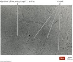 RNA strand of potato viroid