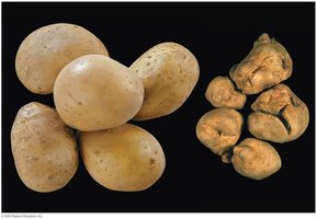 Effect of viroids on plants (potato deformation)