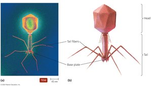 Complex shape of bacteriophage T4