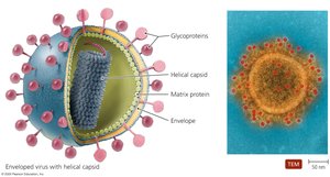 Enveloped virion with helical capsid and glycoproteins