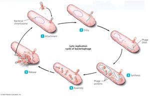 Lytic replication cycle of bacteriophage