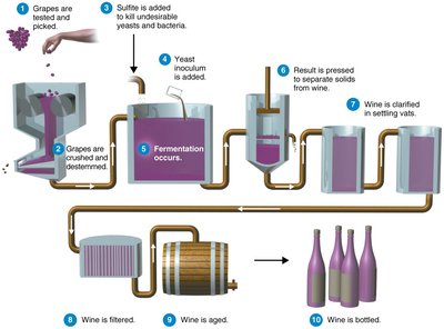 Steps in making red wine