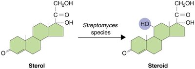 Steroid production from sterol by Streptomyces species