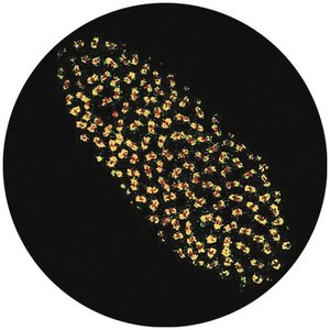 Wolbachia bacteria inside fruit fly embryo cells