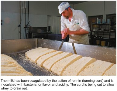 Cheese making: curd formation and whey drainage