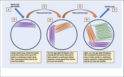 Streak plate method steps