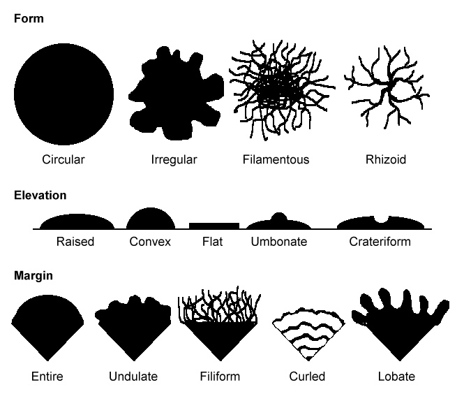 Colony morphology: form, elevation, margin