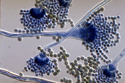 Aspergillus fungus