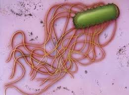 Peritrichous flagella arrangement