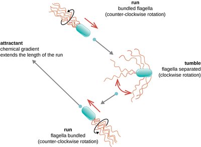 Bacterial movement: run and tumble