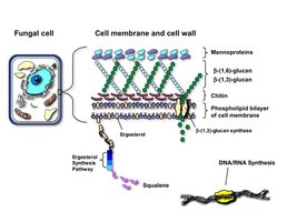 Fungal cell wall and membrane targets