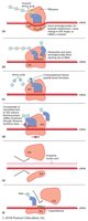 Mechanisms of protein synthesis inhibition
