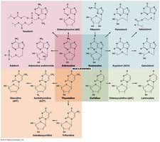 Nucleoside analogs for antiviral therapy