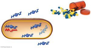 Mechanisms of antibiotic resistance