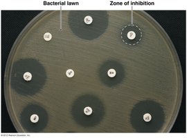Kirby-Bauer test showing zones of inhibition