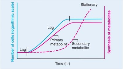 Metabolite synthesis during growth curve