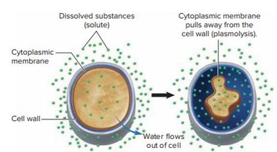 Osmosis and plasmolysis in bacterial cells