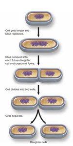 Binary fission diagram